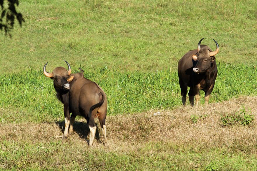 Parambikulam Wildlife Sanctuary